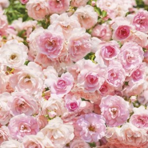 papel tapiz playa cancun