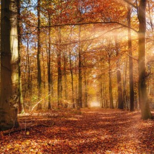 papel tapiz playa cancun